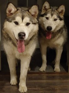 Nemo and Sisu