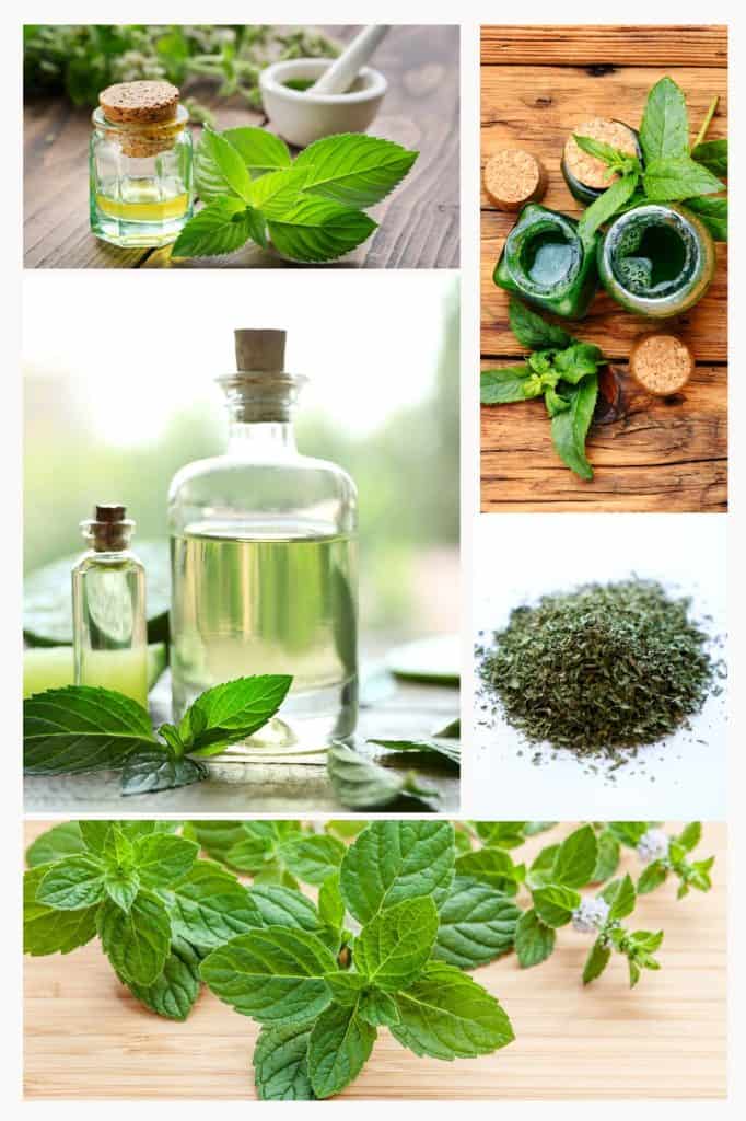 Peppermint and Spearmint oil