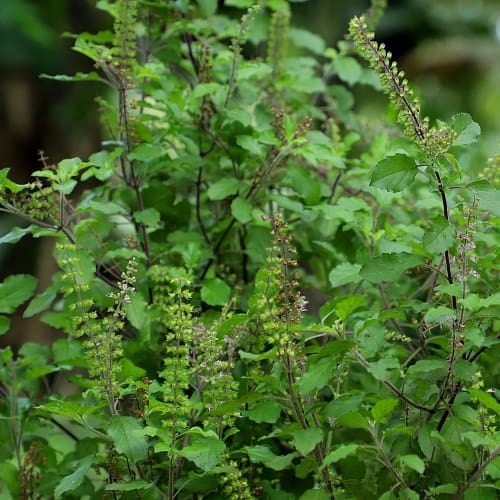 Holy basil